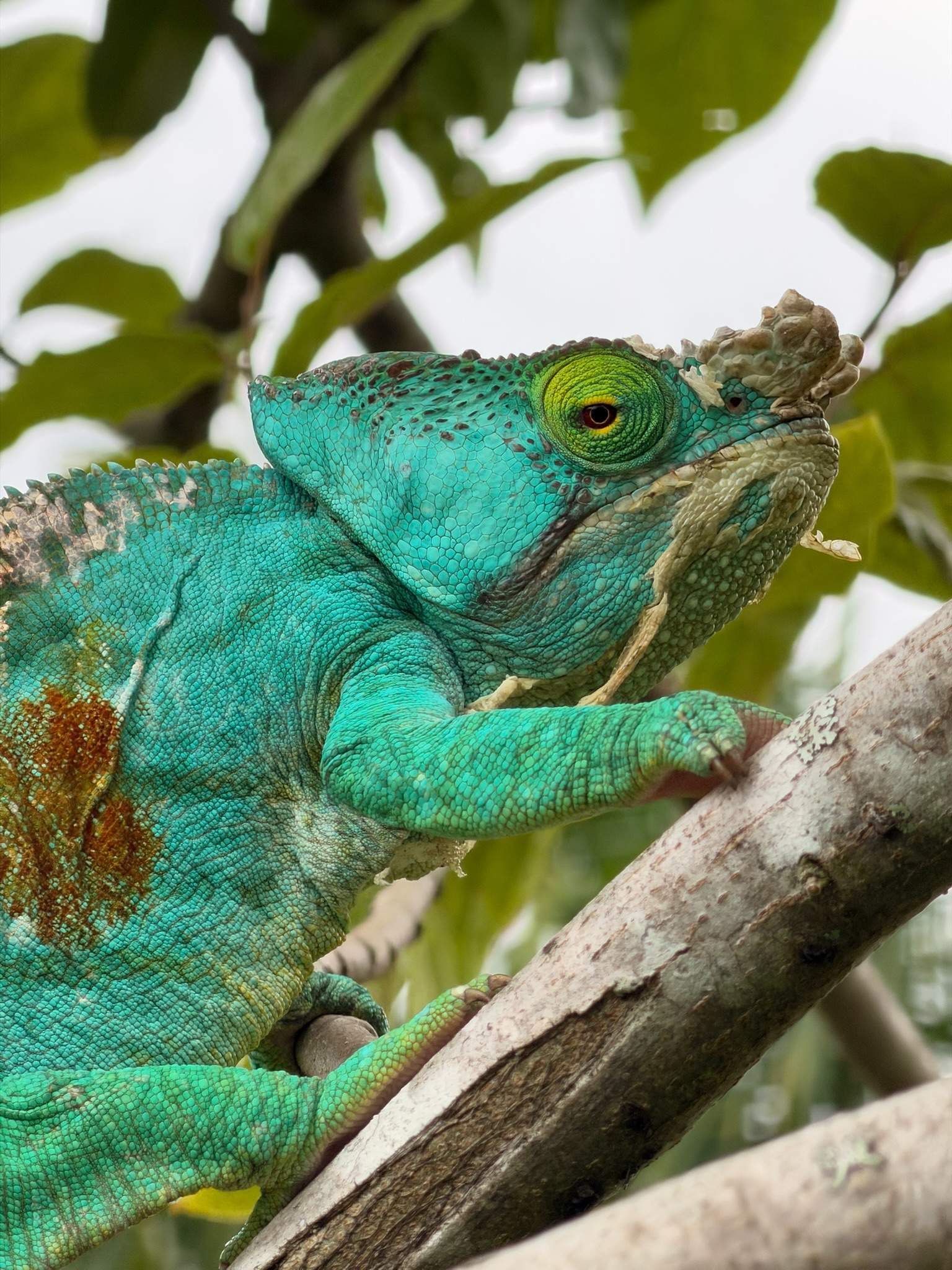 Itinéraire Madagascar 2 semaines : entre Andasibe, l&rsquo;île aux Nattes et Sainte-Marie