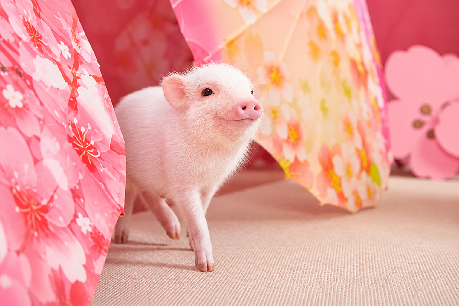 Visiter le Japon en 2 semaines : itinéraire de 15 jours entre Tokyo, Kyoto et Osaka Micro Pig Café d'Asakusa : une pause insolite au cœur de Tokyo au Japon