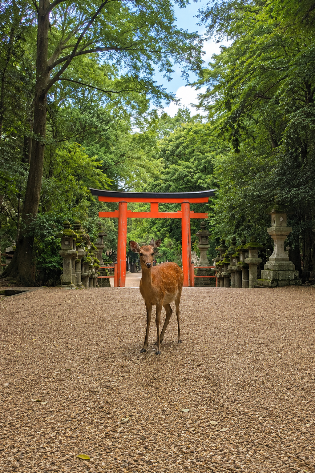 Visiter le Japon en 2 semaines : itinéraire de 15 jours entre Tokyo, Kyoto et Osaka Daims Nara japon depuis kyoto