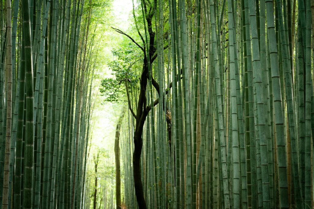 Visiter le Japon en 2 semaines : itinéraire de 15 jours entre Tokyo, Kyoto et Osaka Arashiyama et la bambouseraie au japon