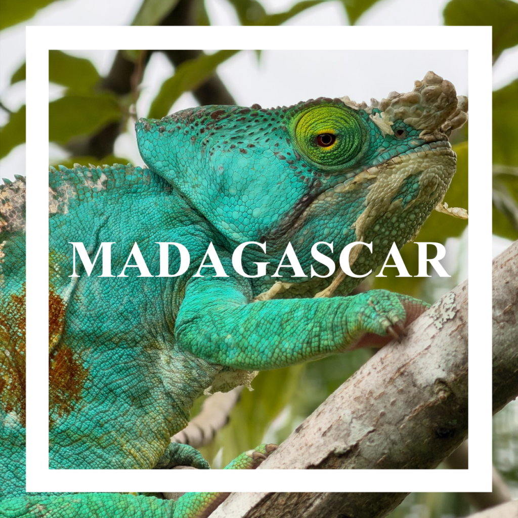 Accueil Madagascar caméléon vert sur un arbre andasibe