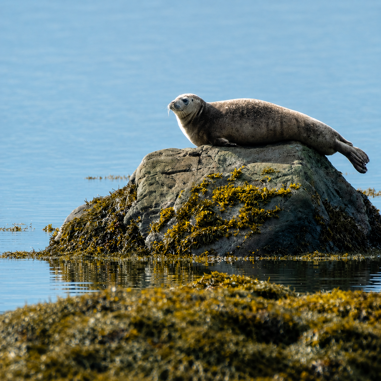 Phoques se reposant sur les rochers du parc national du Bic en Gaspésie