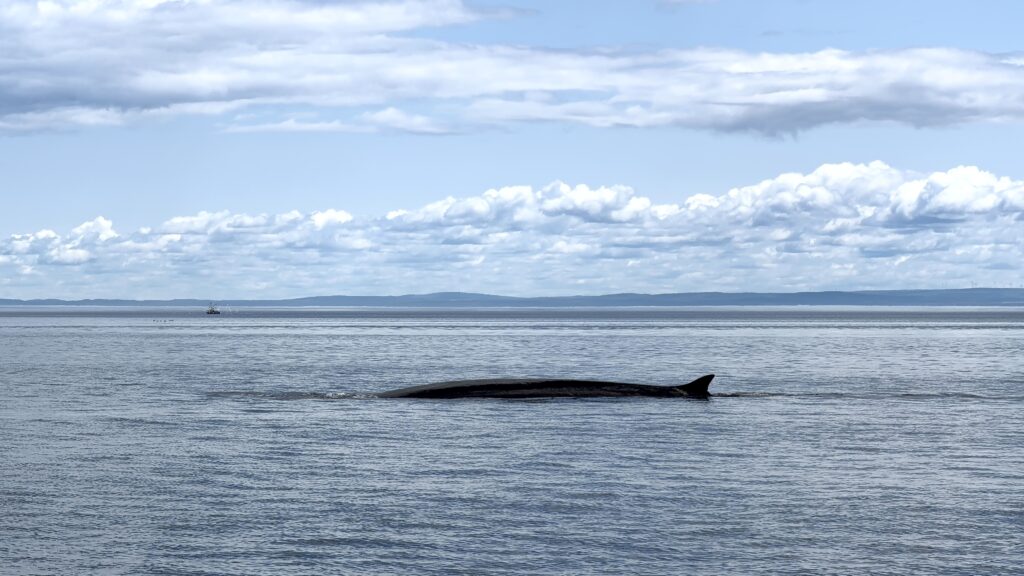 croisière Essipit pour voir des rorcal au Québec vers Tadoussac