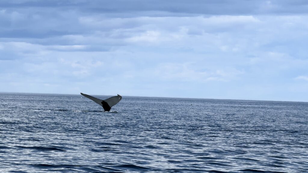 Canada Queue d'une baleine à bosse nageant dans le fleuve Saint-Laurent près de Tadoussac