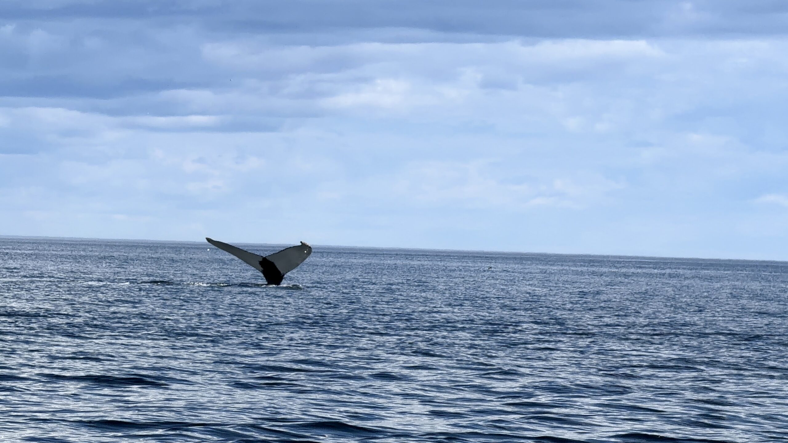 Queue d'une baleine à bosse nageant dans le fleuve Saint-Laurent près de Tadoussac