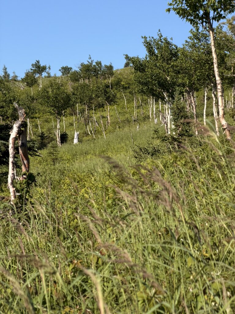 voir des orignaux en Gaspésie au Québec à Ernest Laforce