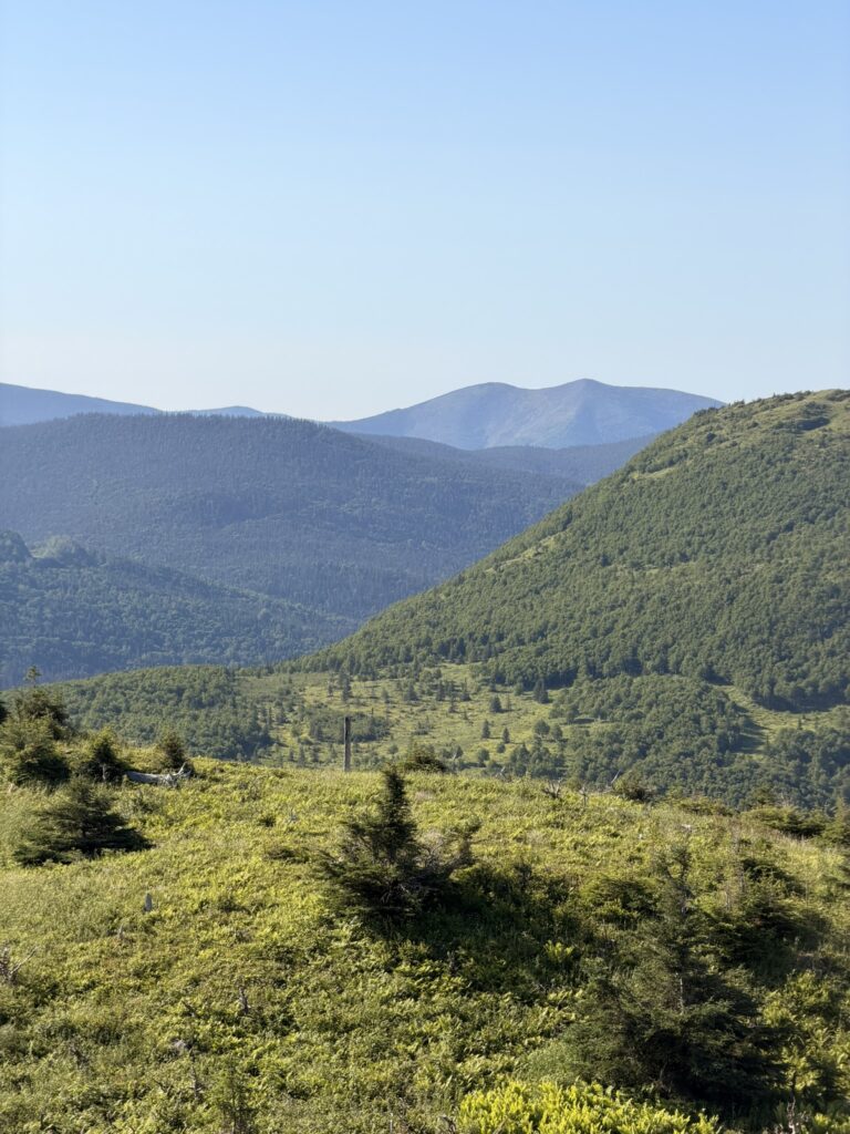 voir des orignaux en Gaspésie au Québec à Ernest Laforce