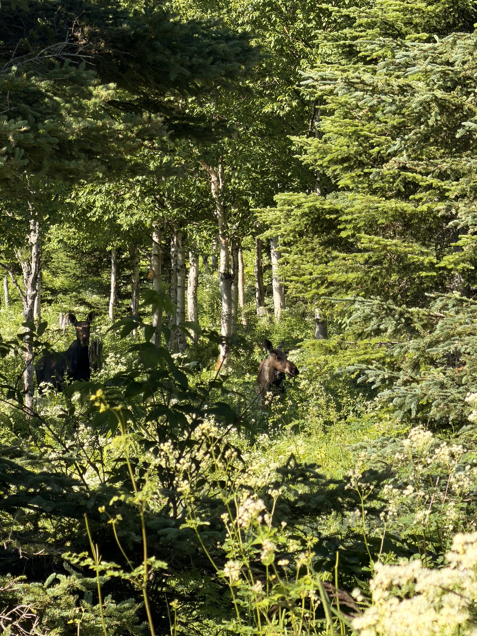 Femelle orignal et ses deux petits au mont Ernest-Laforce en Gaspésie