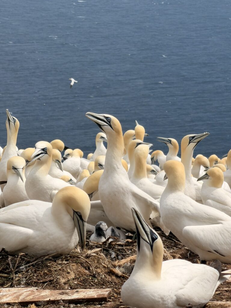 Canada Milliers de fous de Bassan réunis sur l’île Bonaventure en Gaspésie