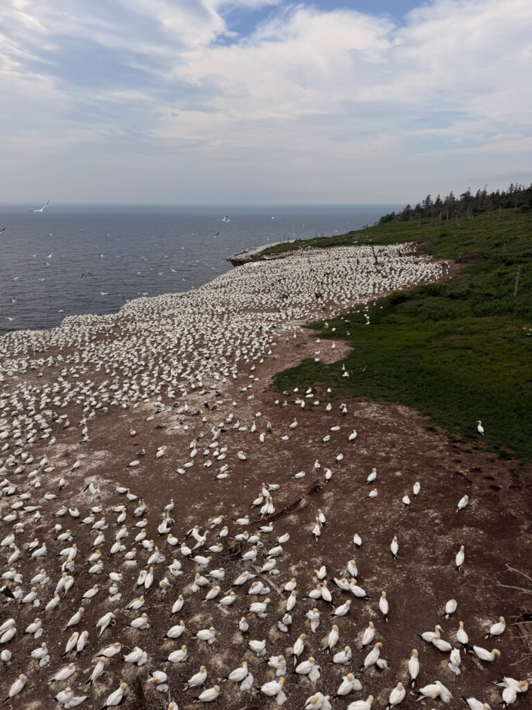 l'île Bonaventure abrite la plus grande colonie accessible de fous de Bassan