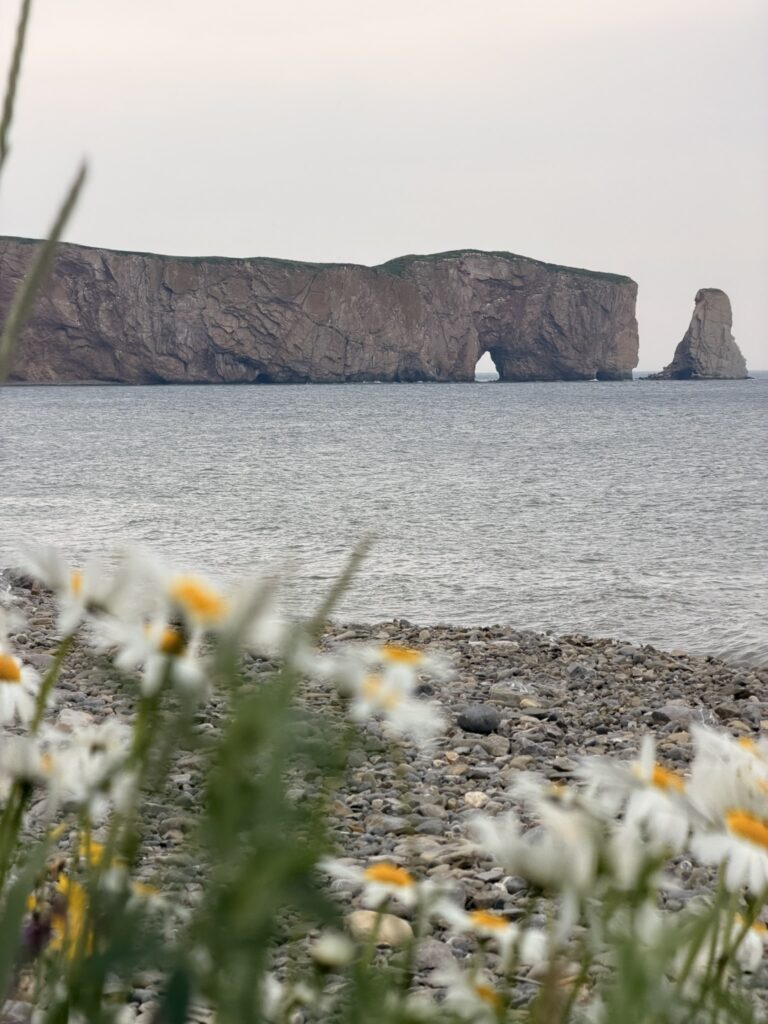 Canada Rocher Percé observé depuis le front de mer de Percé avec fleur blanches au premier plan