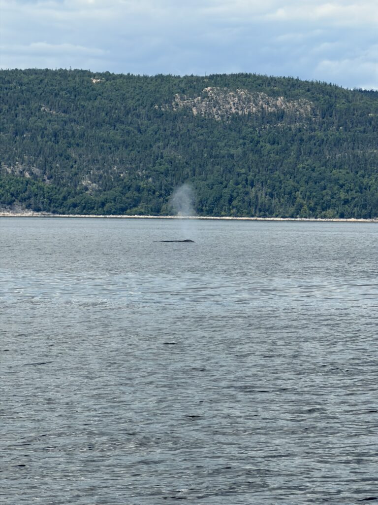 croisière Essipit pour voir des baleines au Québec vers Tadoussac